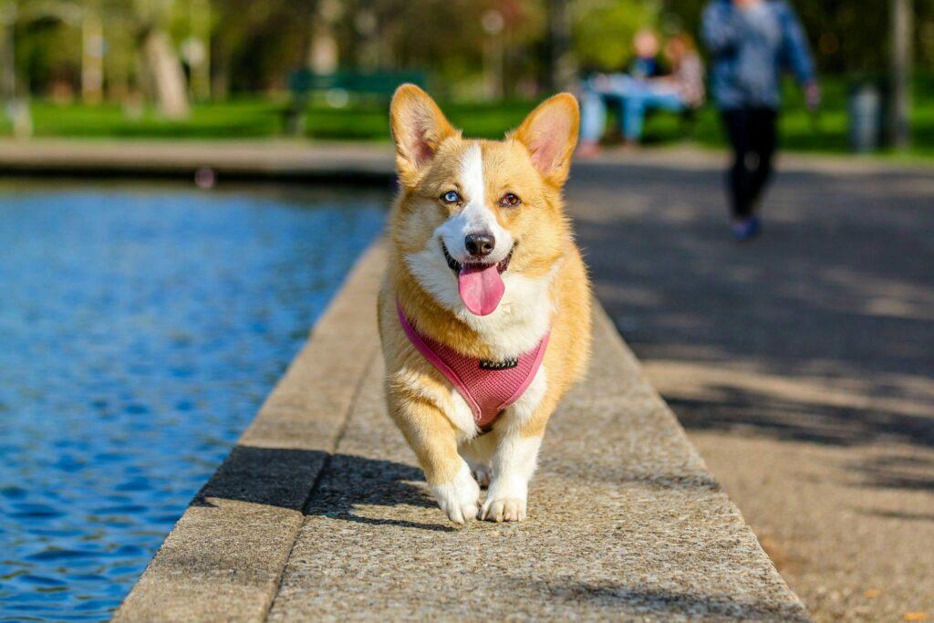 Pet-Friendly Second Chance Apartments in Houston